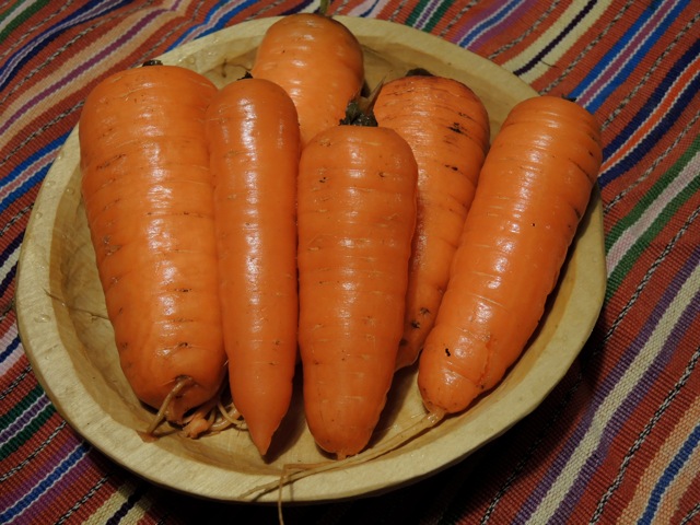 Fall Carrots